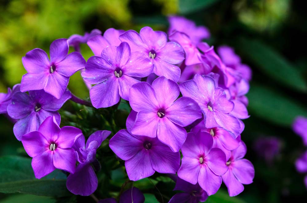 Purple fall phlox flowers